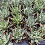 Aloe humilis