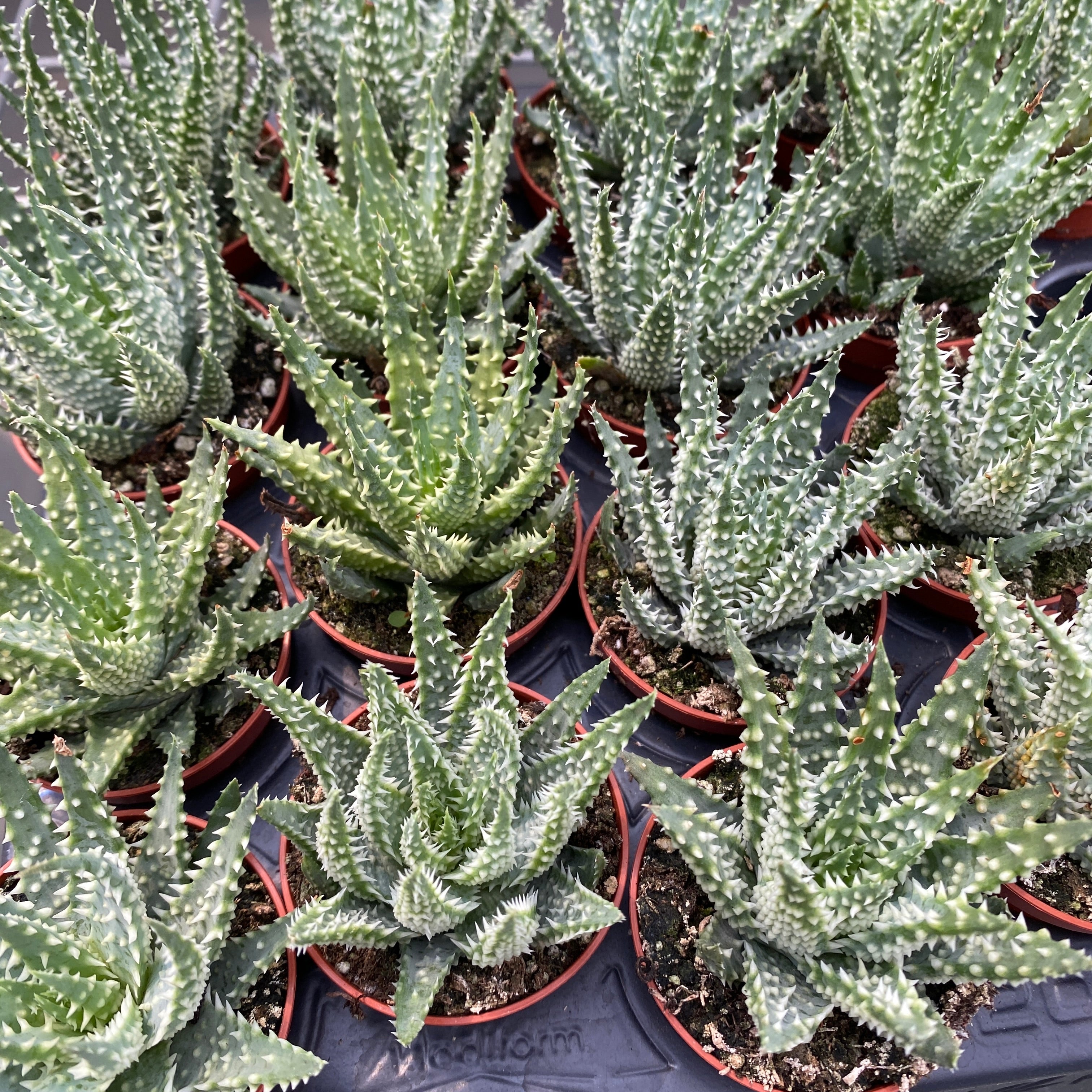 Aloe humilis