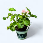 Muscata trandafir - Pelargonium Royal Rosebud 'Emma'