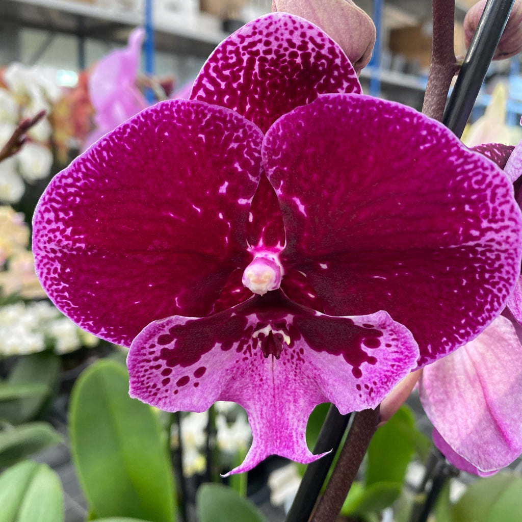 Phalaenopsis 'Limited 19' große Lippe