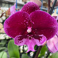 Phalaenopsis 'Limited 19' iso huuli