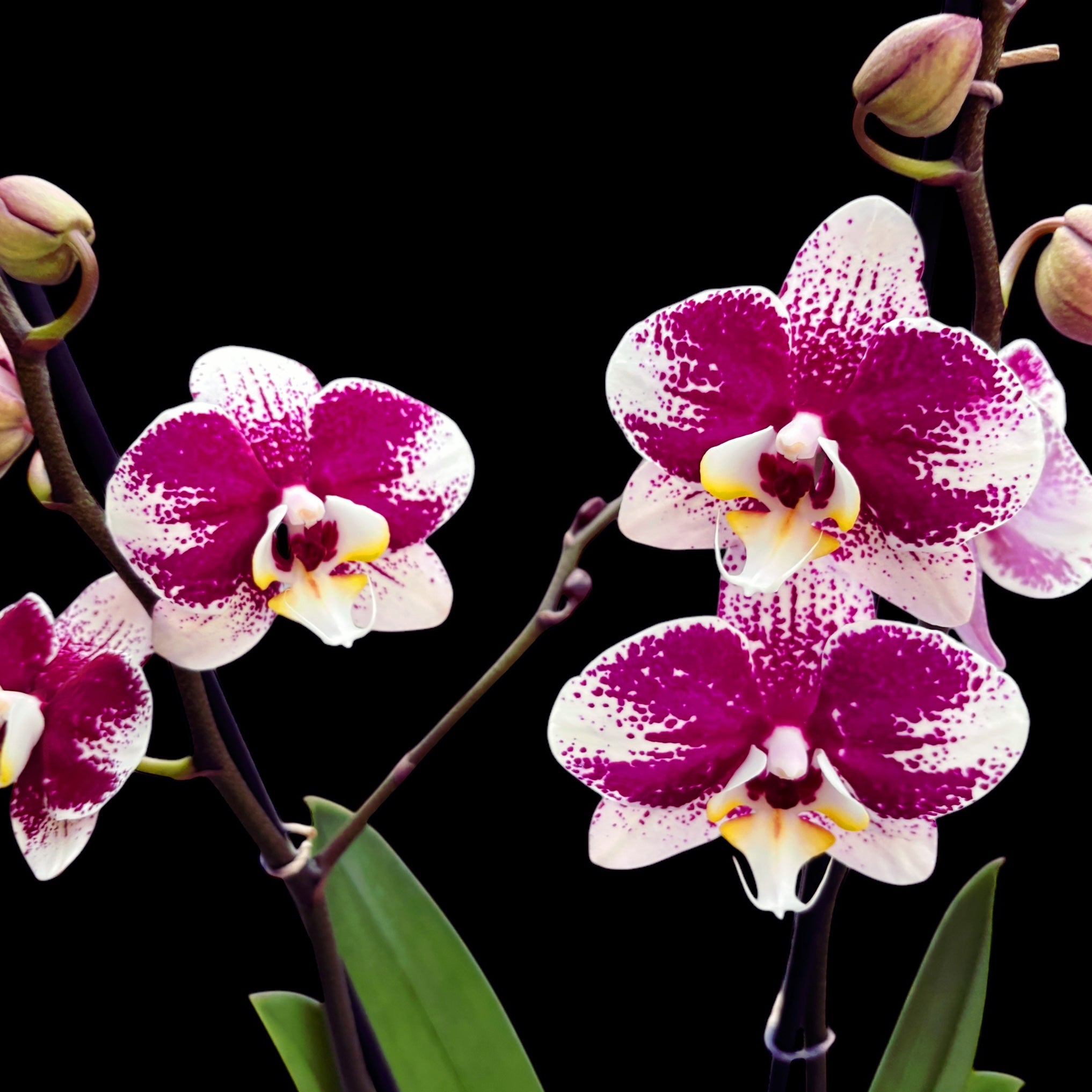 Phalaenopsis Anthura Barcellona