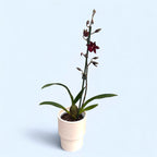 Oncostele Wildcat 'Bobcat' (‘Black Cat’)