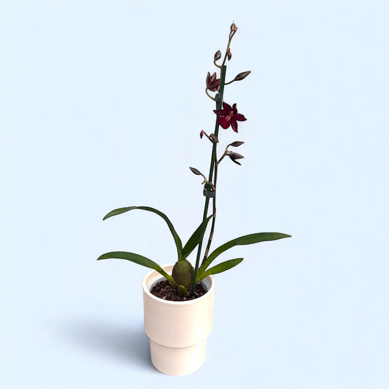 Oncostele Wildcat 'Bobcat' (‘Black Cat’)