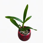 Guaricattonia Why Not 'Yellow Kitty'