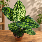Dieffenbachia Reflector (Feng Shui plant)