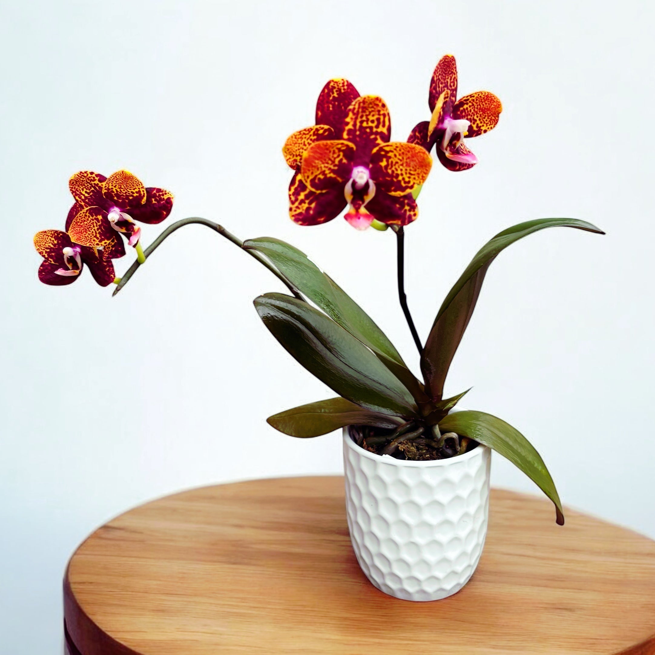 Phalaenopsis GC Reyoung Lava - parfumat