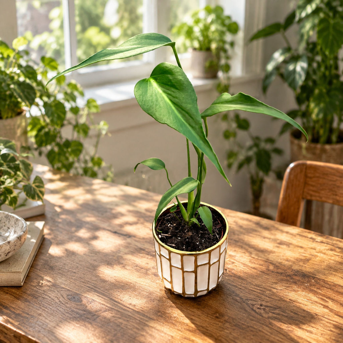 Monstera 'Burle Marx Flame' D12
