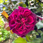 Rosa 'Witchcraft'® - Teehybridiruusu, voimakkaasti tuoksuva