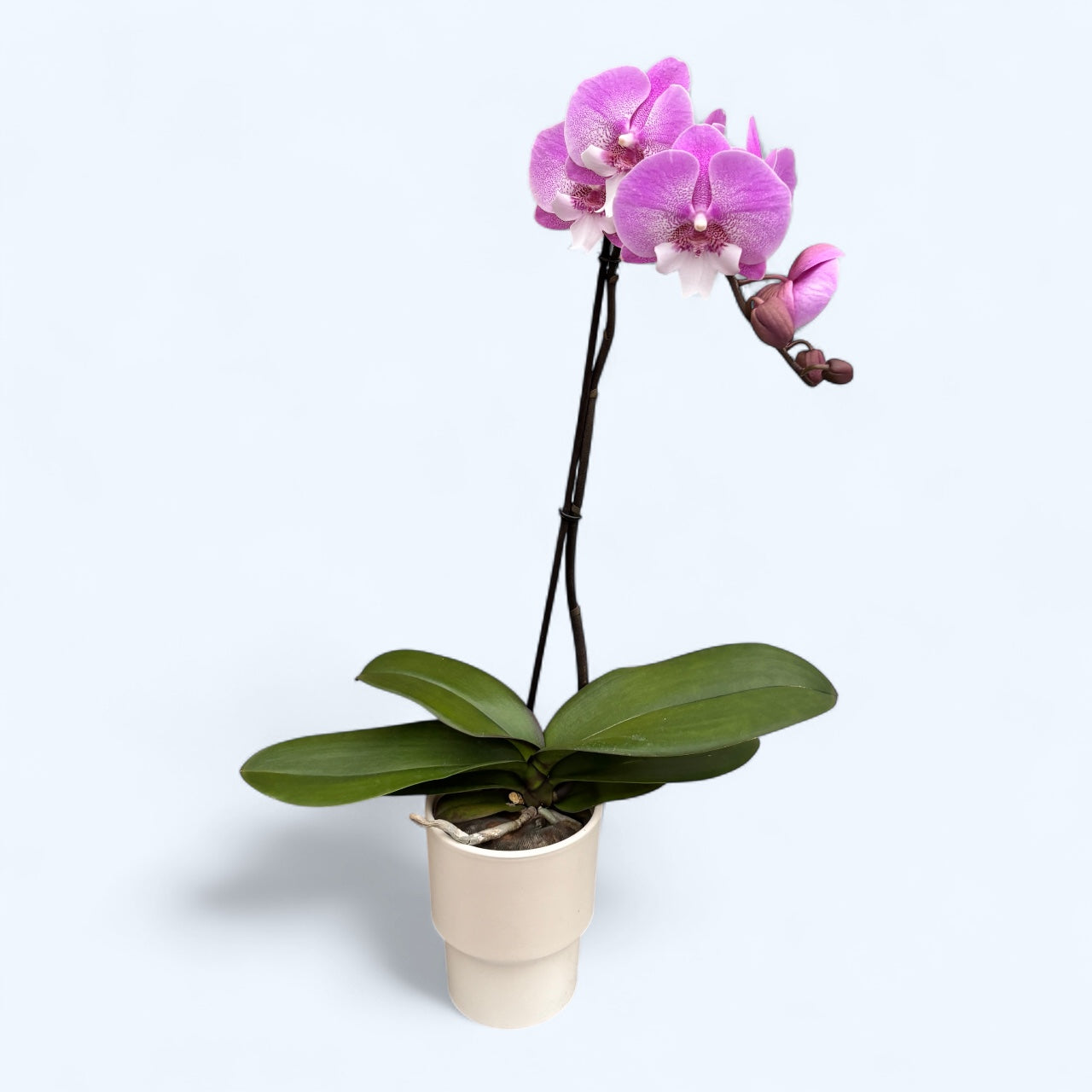 Phalaenopsis Lianher Sirène grande lèvre