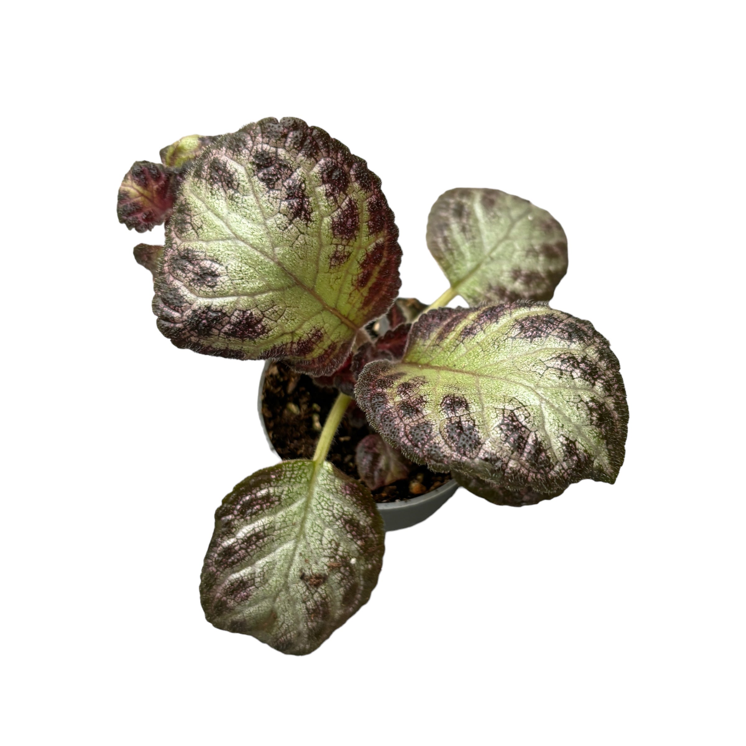 Episcia cupreata 'Acajou' (babyplant)