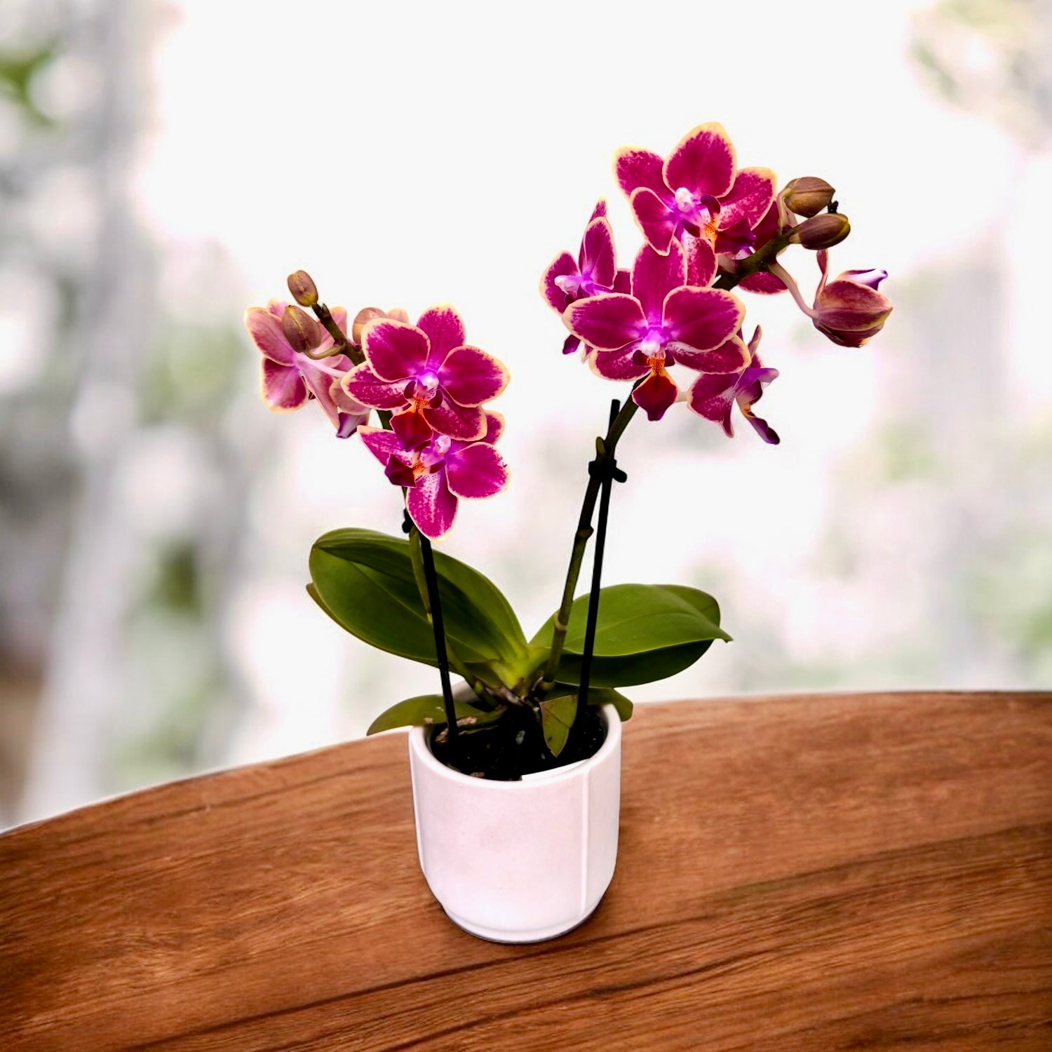 Phalaenopsis Kyra *duftend