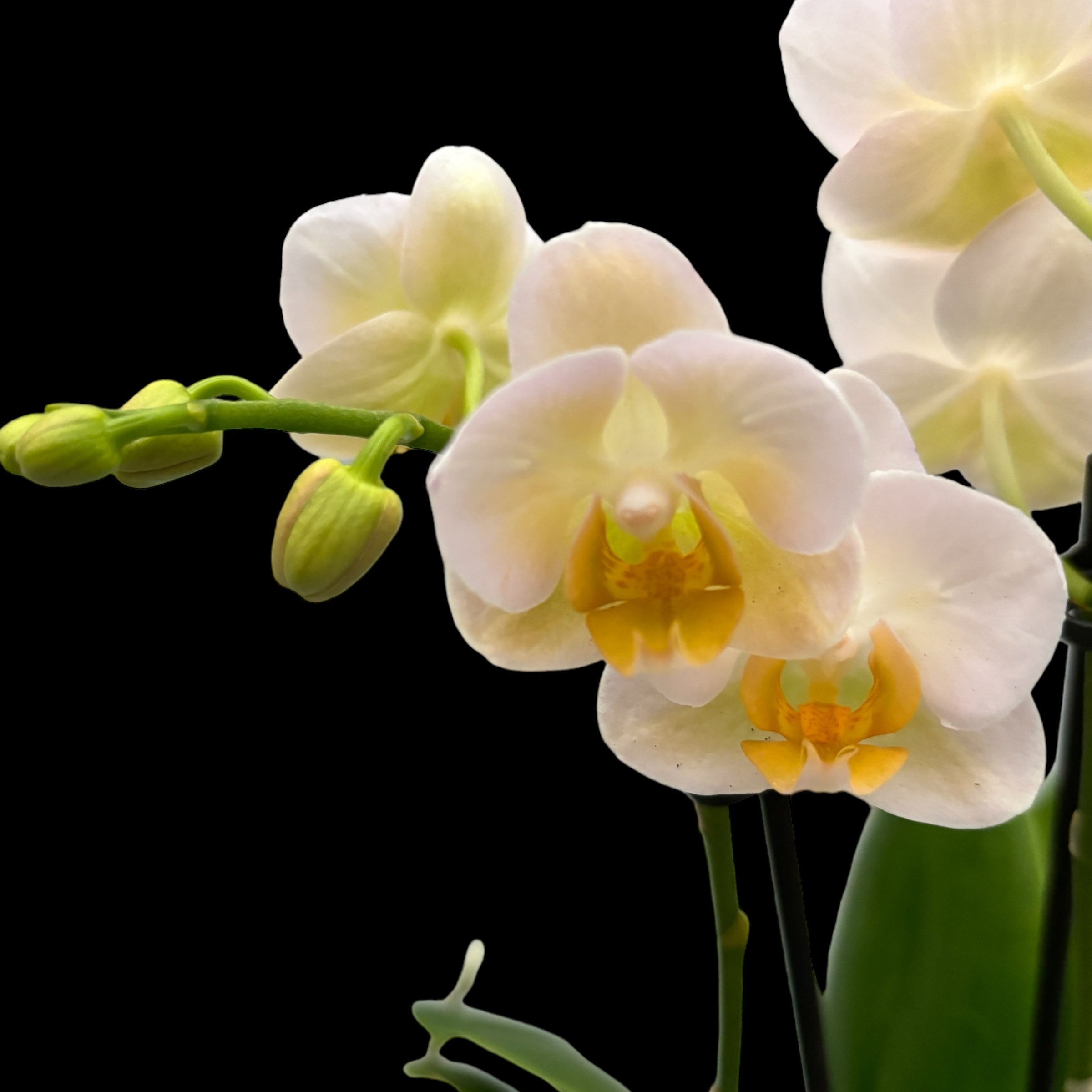 Phalaenopsis Yu Pin Burgunder pelorisch