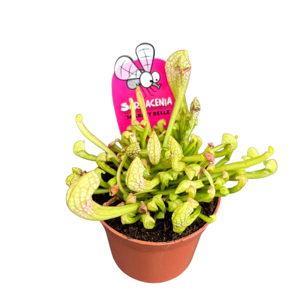 Sarracenia Scarlet Belle - planta ulcior