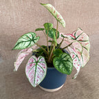 Caladium 'Rasberry Star'