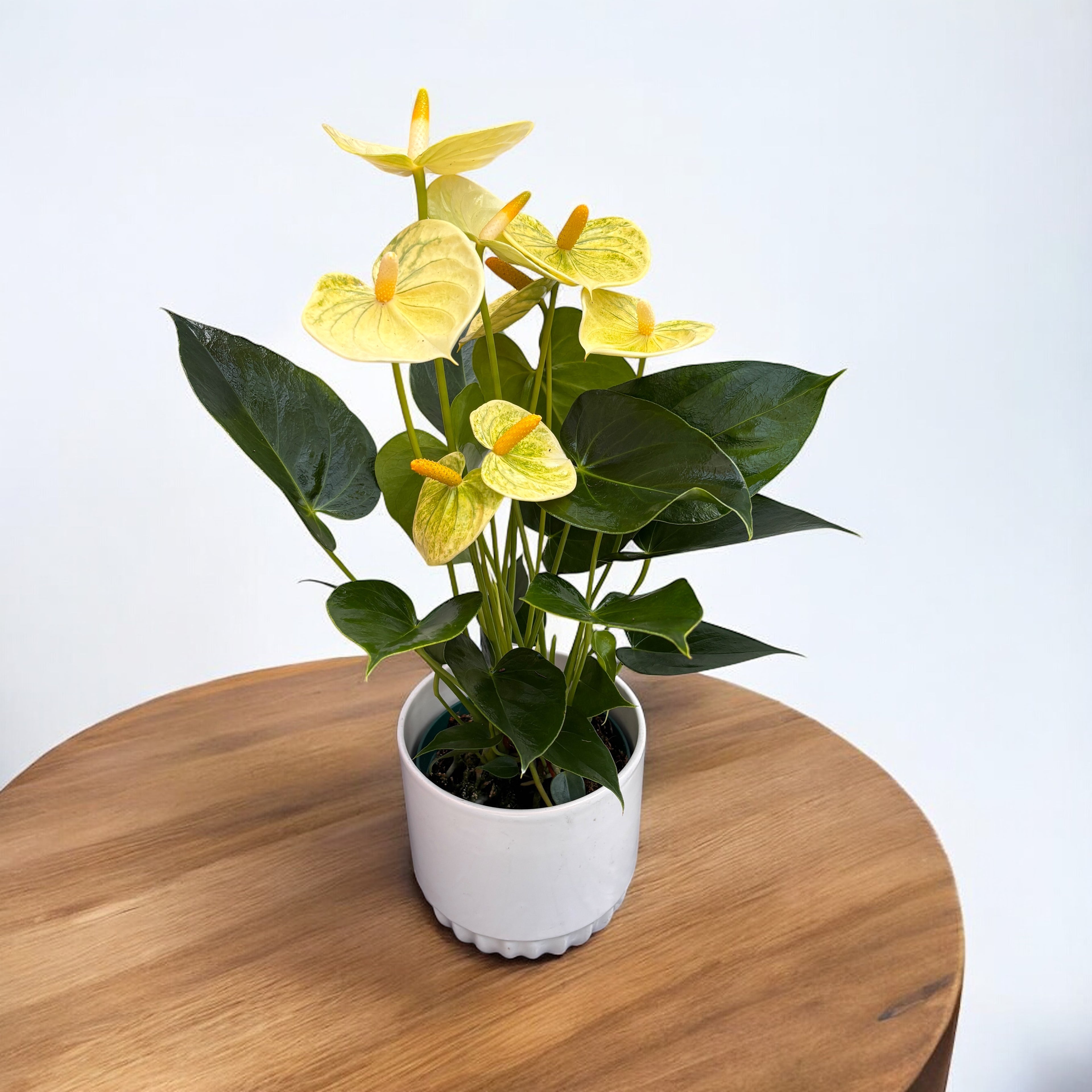 vanilla yellow anthurium Anthurium Vanilla