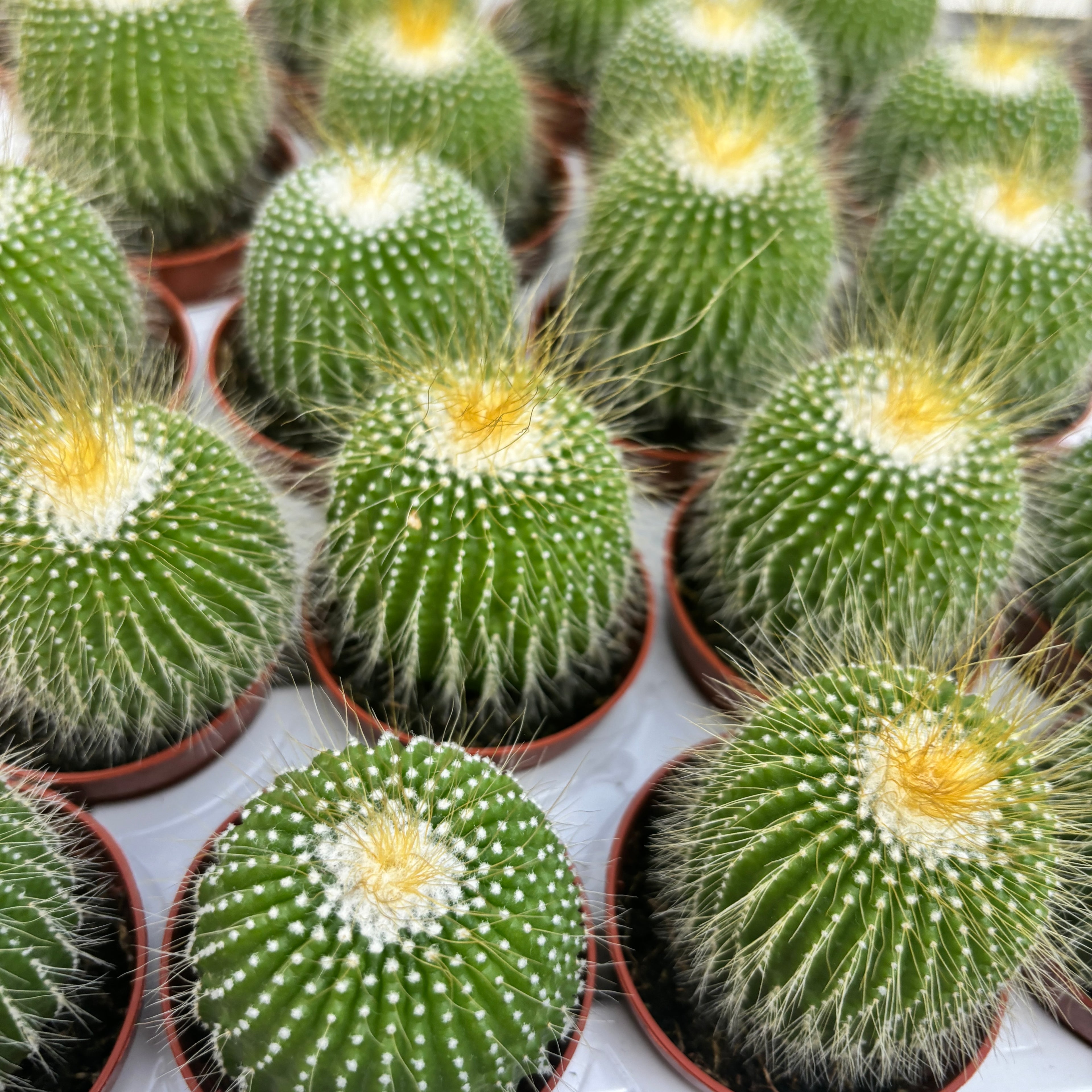 Notocactus Leninghausi Inermis