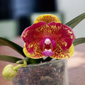 Phalaenopsis Sogo Vieker (pelorikus)