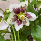 Helleborus orientalis 'ViV Antonella' (Spanz)