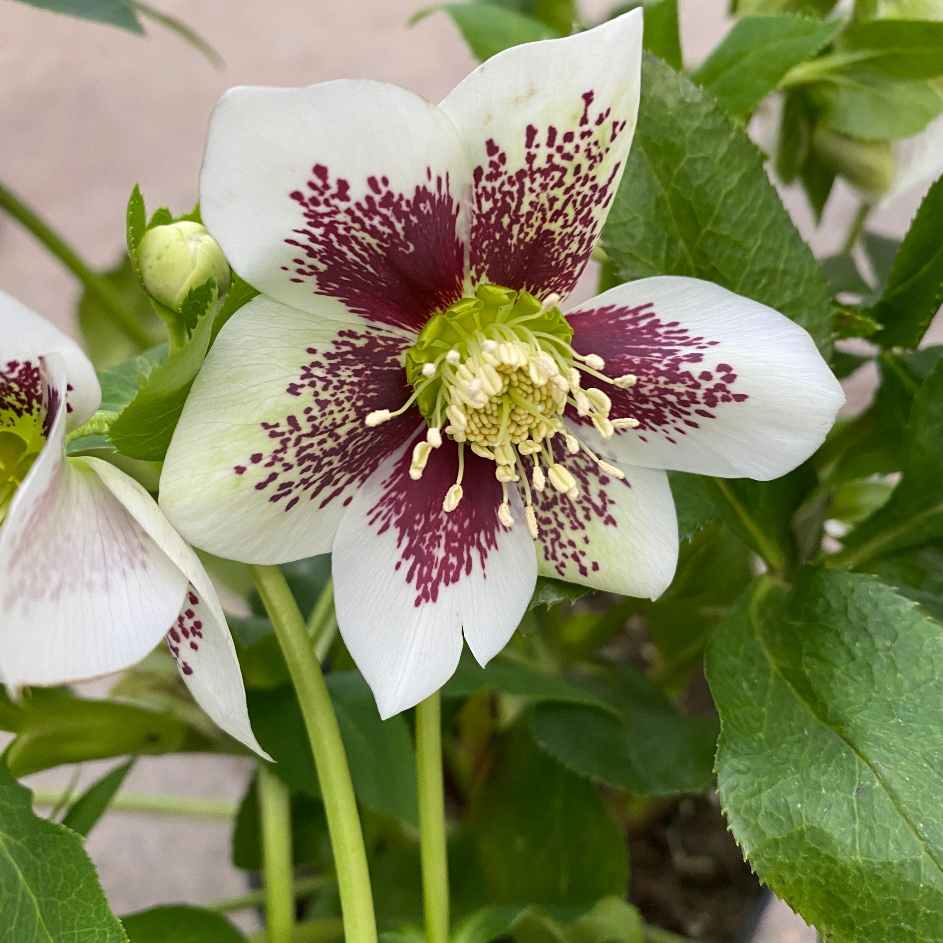 Helleborus orientalis 'ViV Antonella' (Spanz)