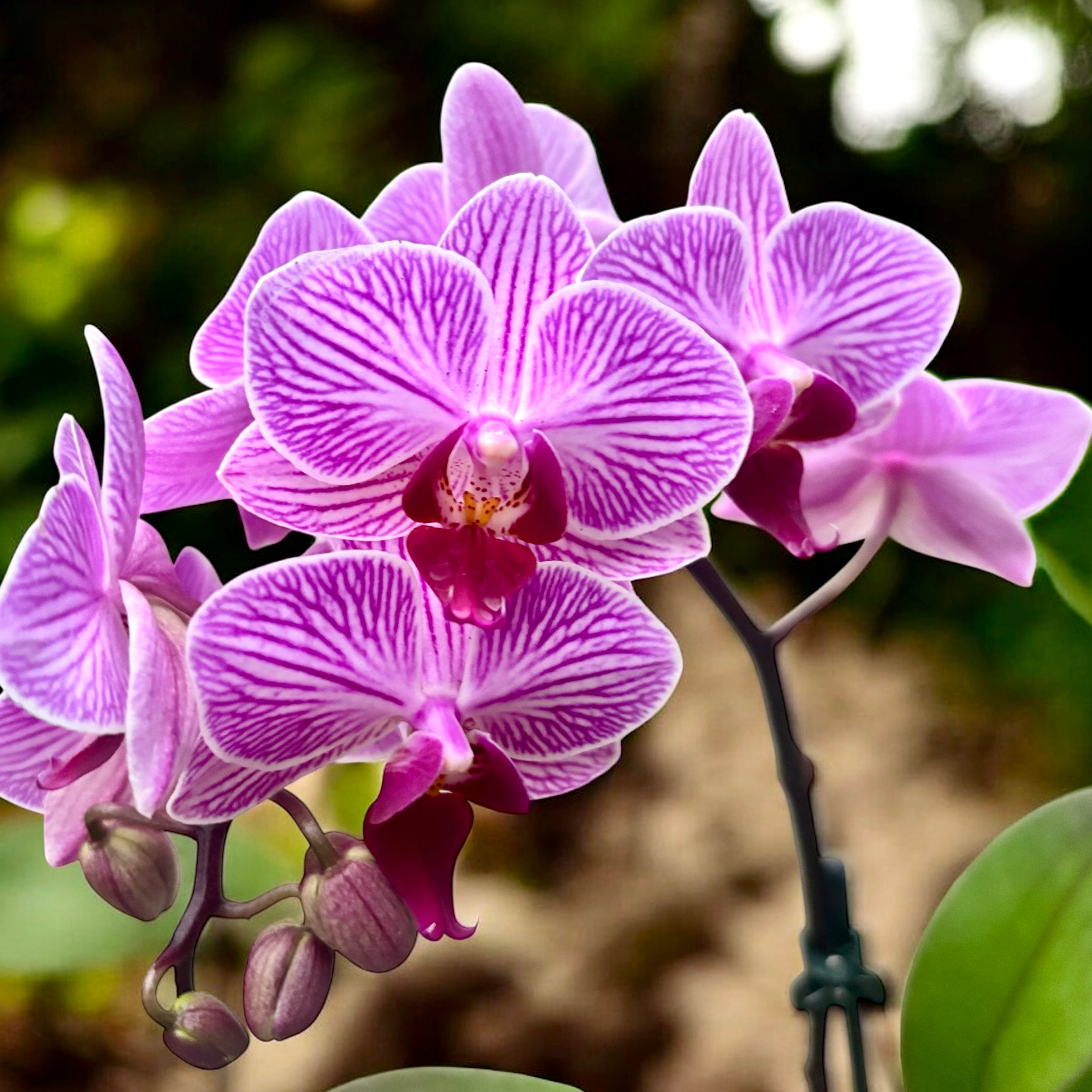 Phalaenopsis Pink (multiflora)