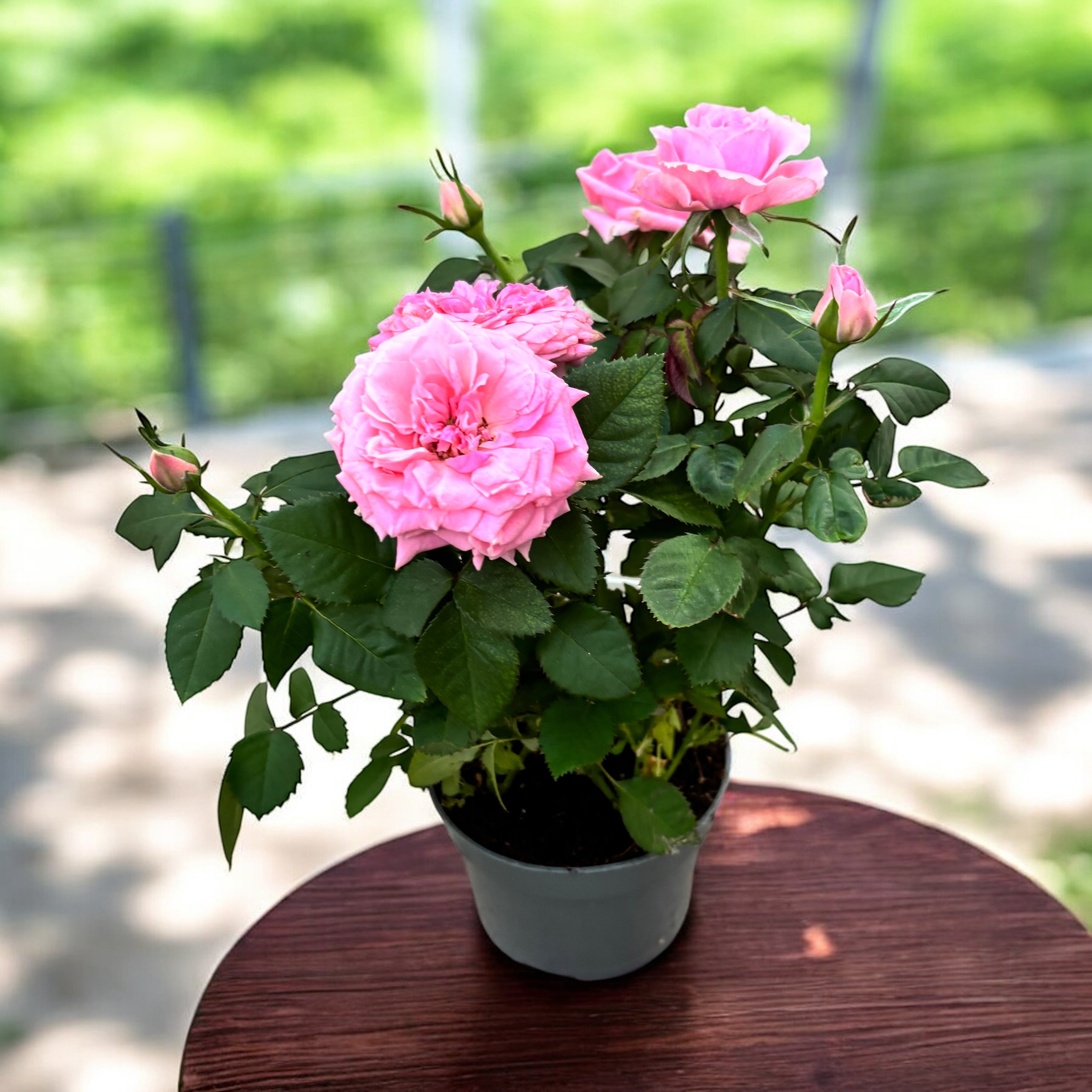 Trandafiri pitici Rosa ‘Esmeralda’ (Kordana Grande) - flori mari roz