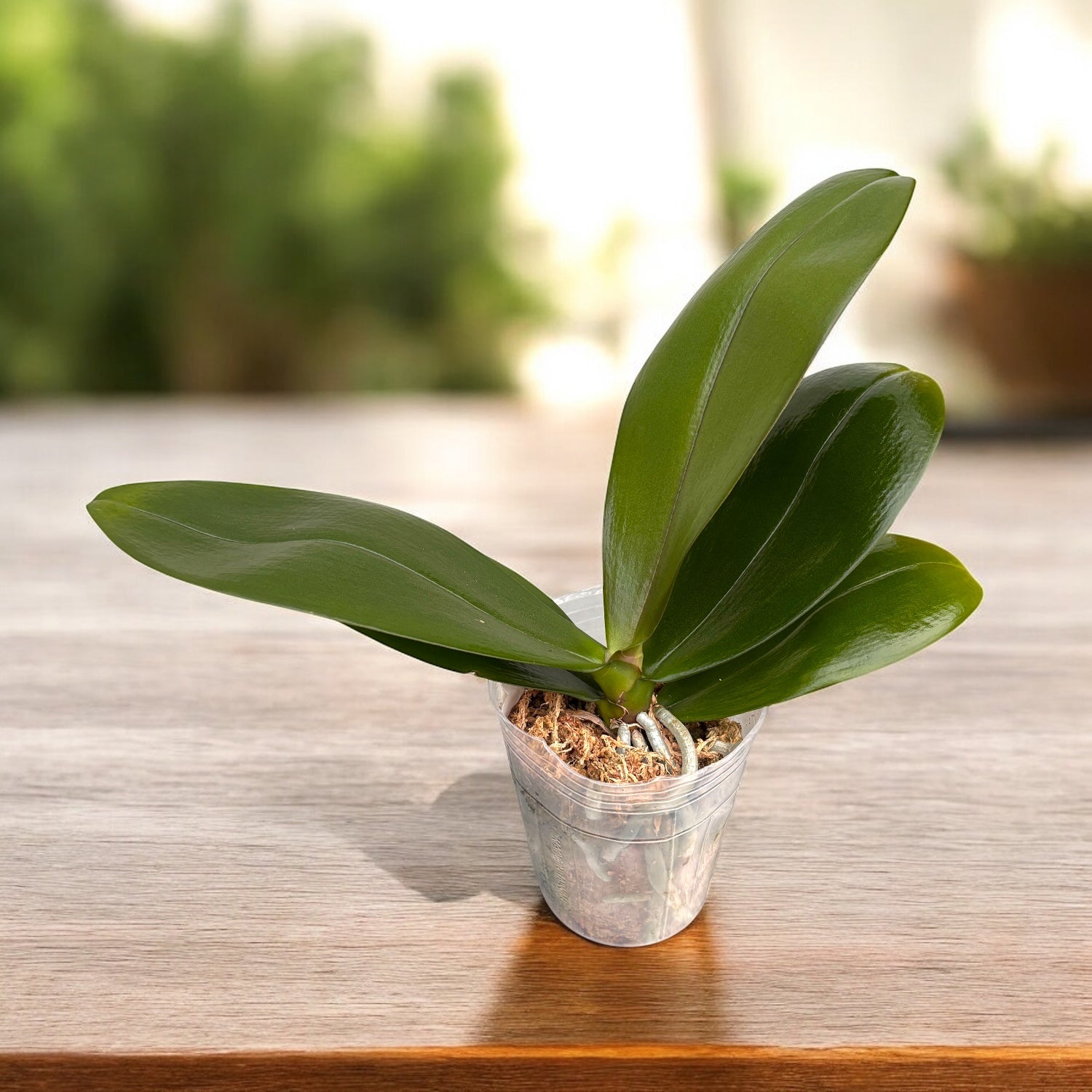 Phalaenopsis Sunny 3303 × Stuartiana Yellow