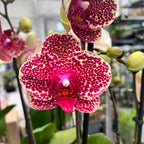 Phalaenopsis Sésame Rouge