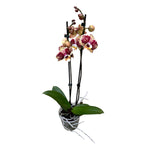 Phalaenopsis ‘Limited #137’