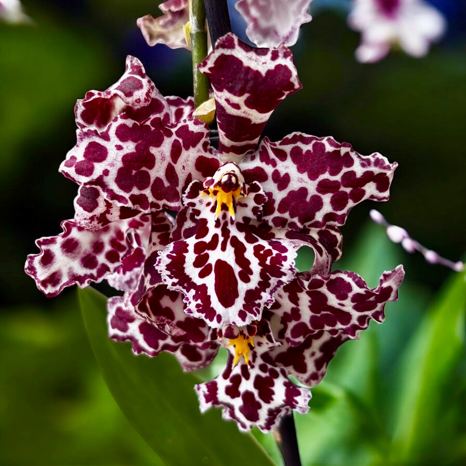 Wilsonara Kolibri x Odontoglossum Dr Tom