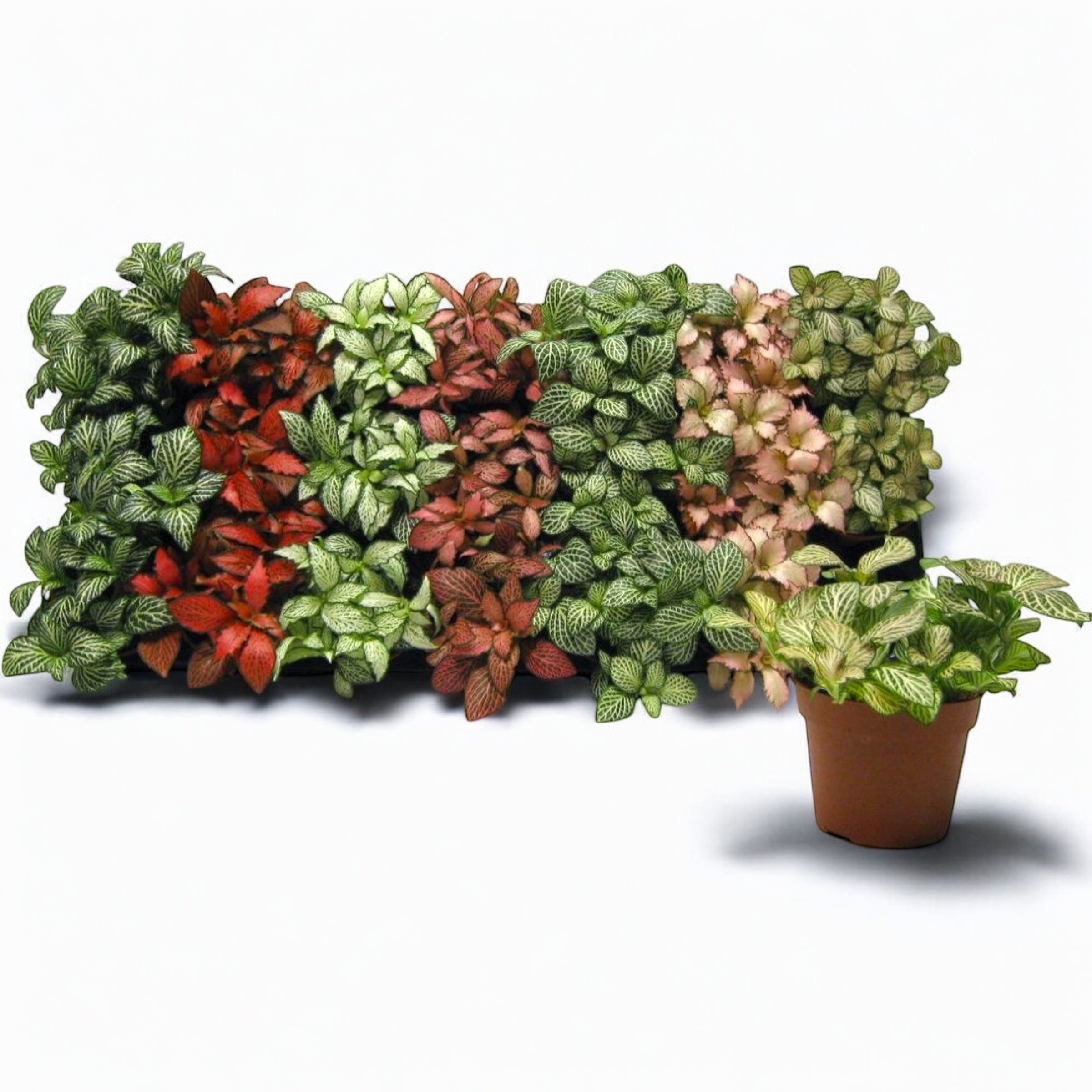 Fittonia mix, planta mozaic
