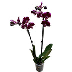Phalaenopsis Chiada Stacy Chocolate Drop (Ph. Magic Art - Dark Solid)