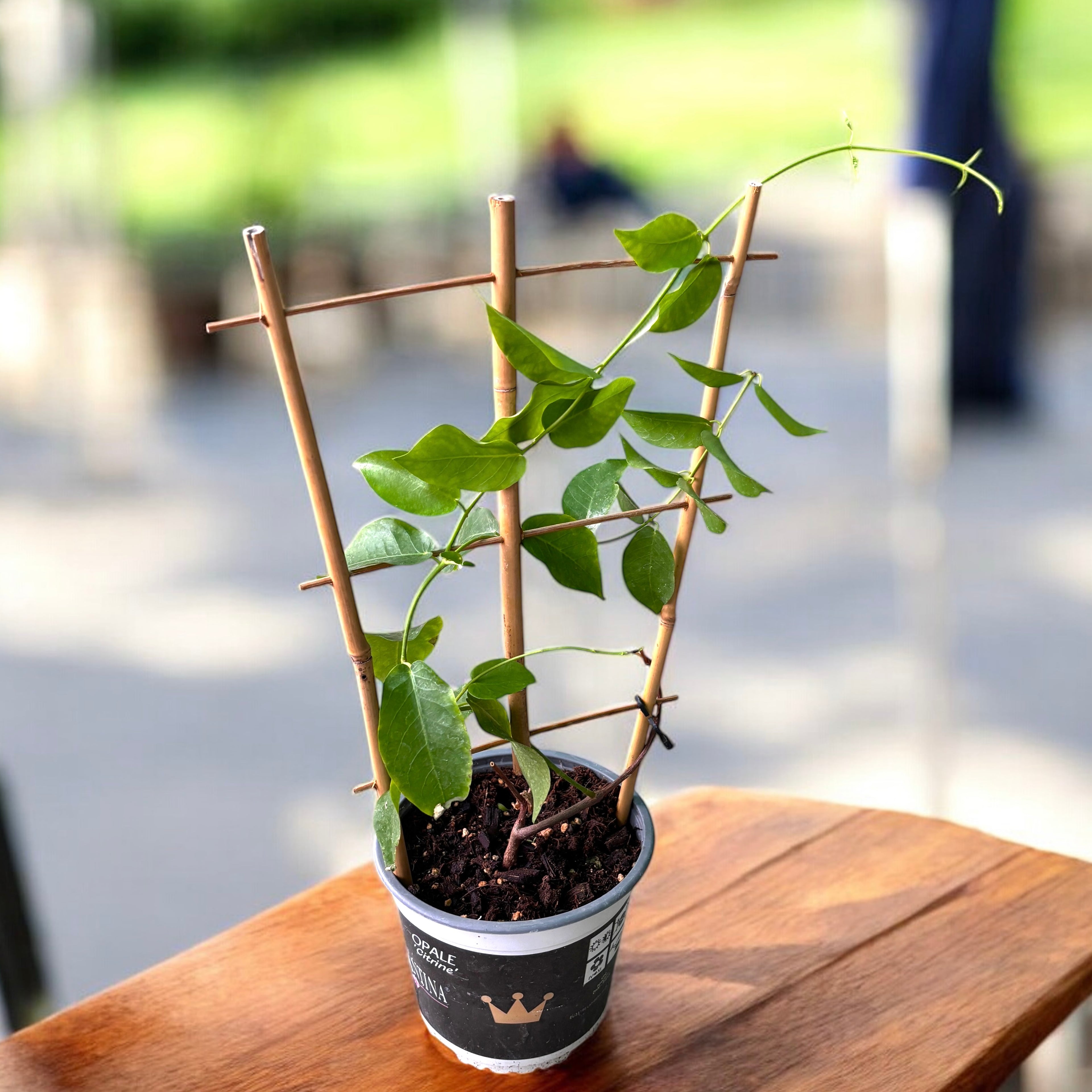 Dipladenia galbena - Mandevilla Diamantina Opale Citrine