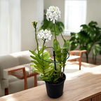 Epidendrum radicans ‘White’ XL