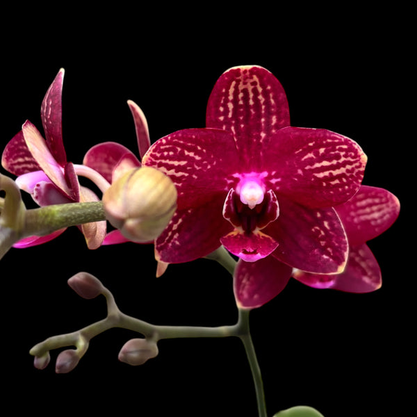 Phalaenopsis Reyoung Miley – duftende Blüten