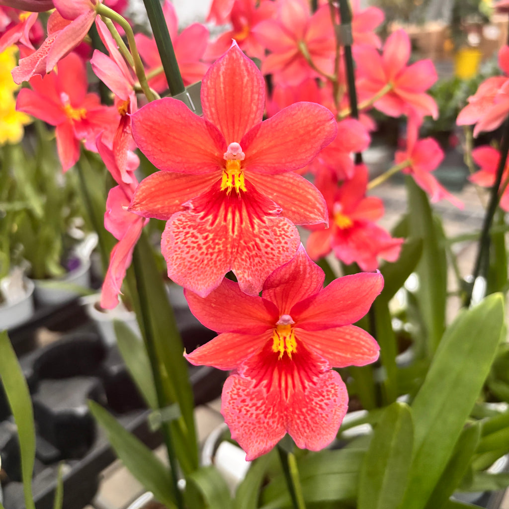 Oranje orchidee - Burrageara Nelly Isler Orange (intens geurende bloemen)
