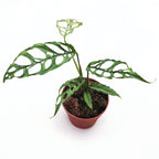 Monstera obliqua (sp. Peru - Peruvian form)