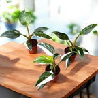 Philodendron erubescens 'White Princess' *vauvakasvi