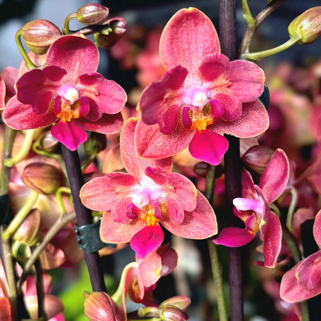 Phalaenopsis Alice - mirisna i pelorijska