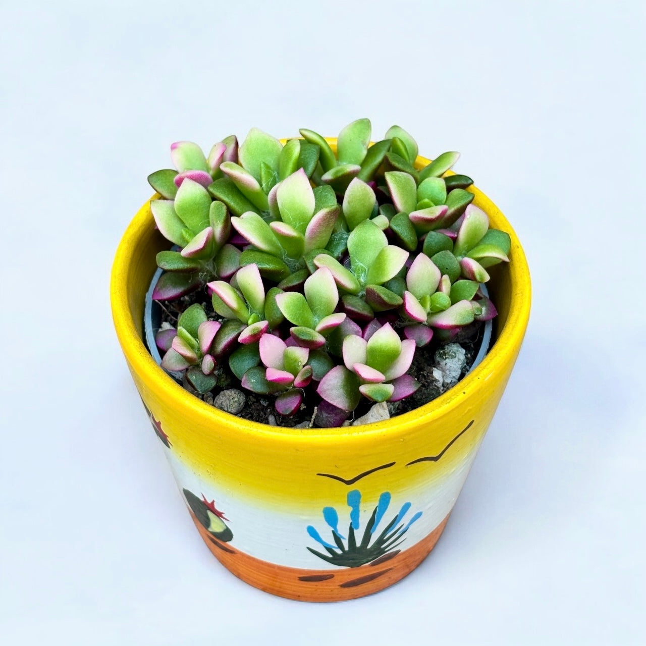 Anacampseros rufescens ‘Variegata’