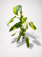 Philodendron domesticum 'Variegata'