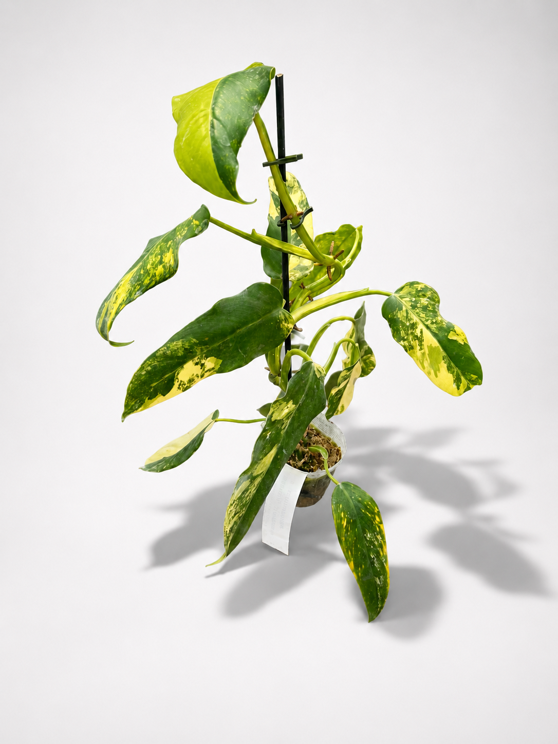 Philodendron domesticum 'Variegata'