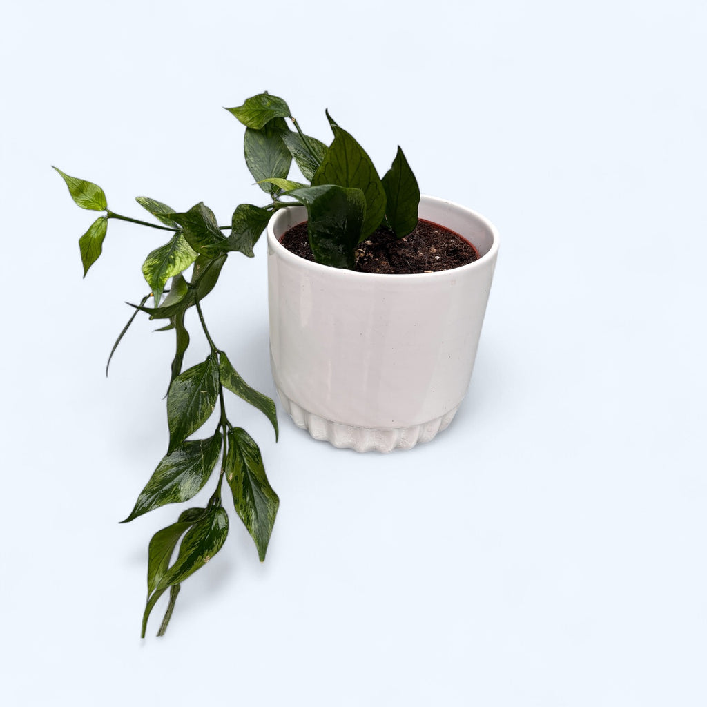 Hoya polyneura 'Broget' (panachée, mutation RC)