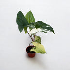 Syngonium podophyllum 'Variegata' (babánövény)