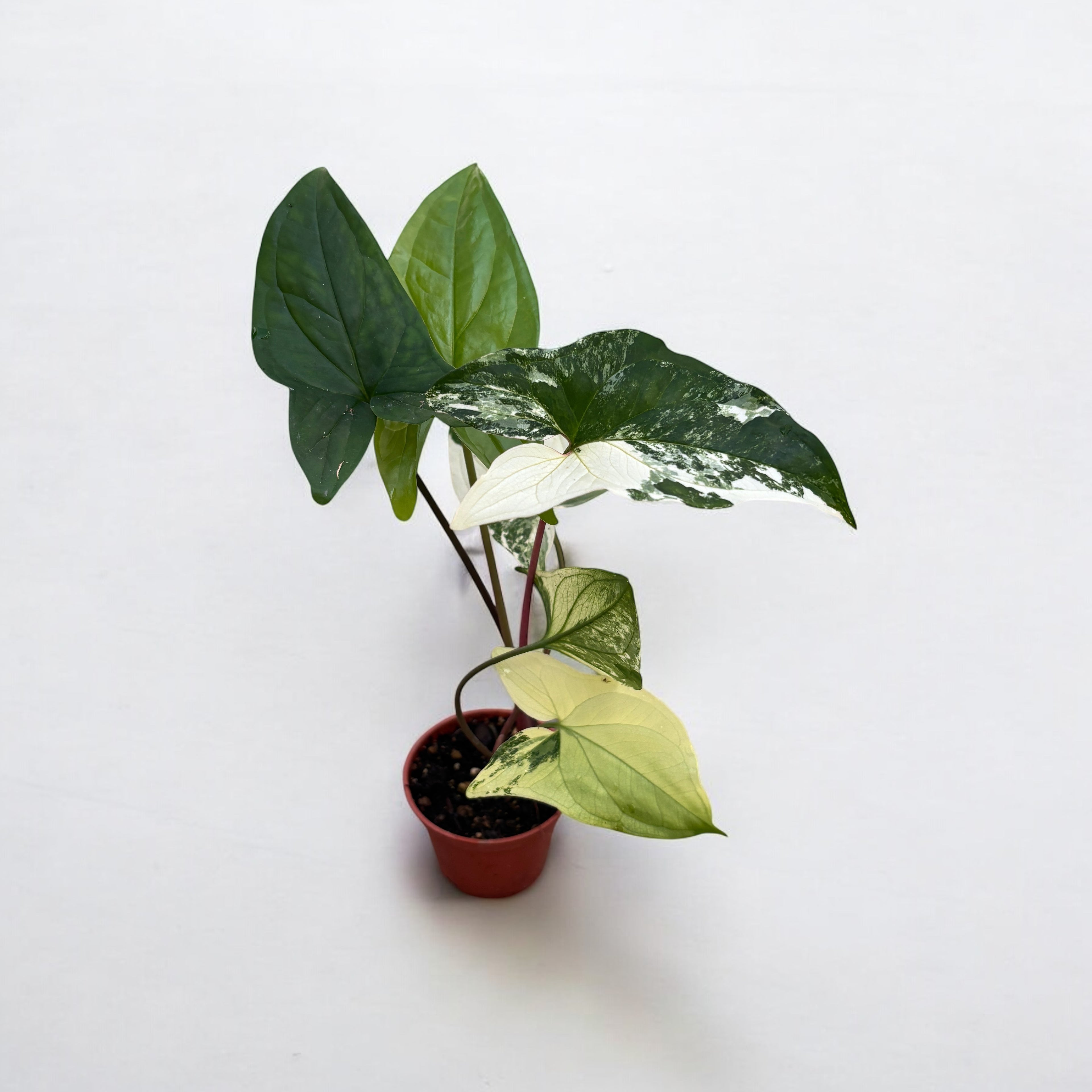 Syngonium podophyllum 'Variegata' (babyplant)