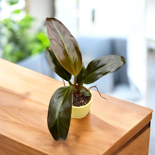 Philodendron 'Imperial Red' (babyplant)  Secret Garden Plant Shop