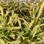 Drosera capensis 'Pink' (Rugiada del cielo) D12