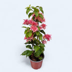 Bougainvillea z podwójnymi kwiatami - Bougainvillea 'Peach Rose Double'