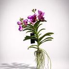 Vanda Divana Rose Marron