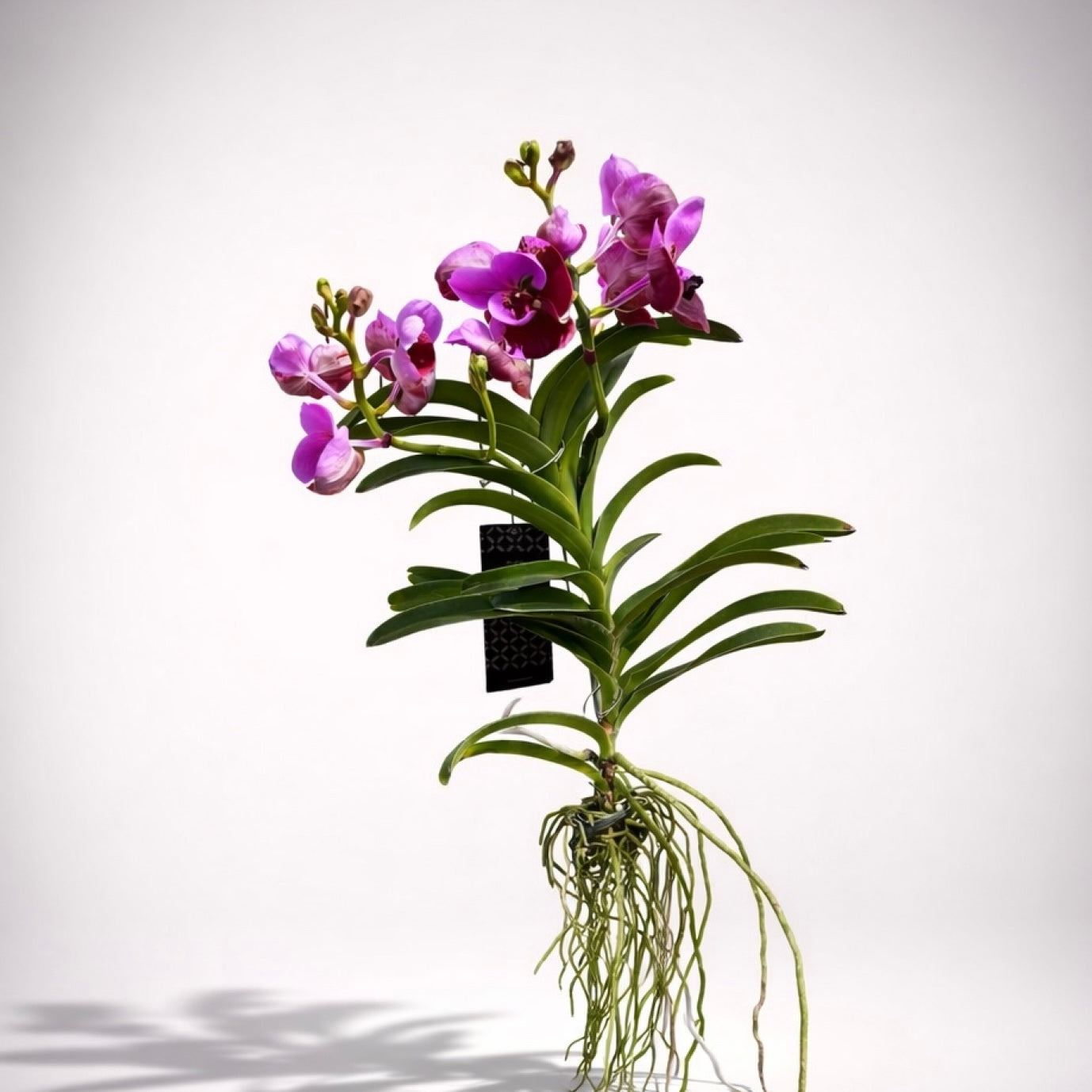Vanda Divana Rose Marron